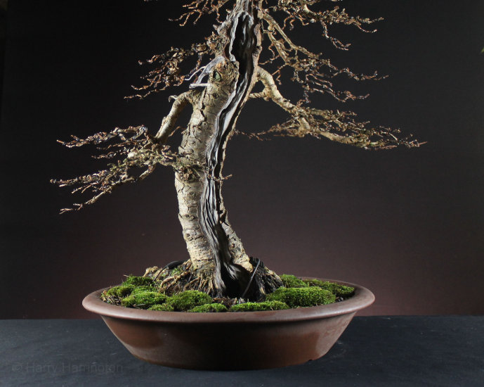 Larch Bonsai Carving and Styling 